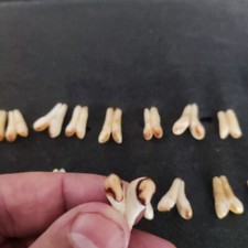 Hirschzähne  Jagdtrophäe