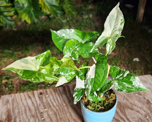 Syngonium podophyllum albo - syngonium,
