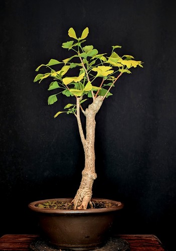 Bonsai fächerblattbaum ginkgo - bonsai,