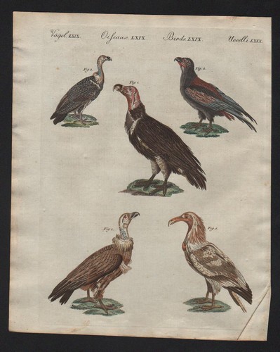 Geier vulture vultures