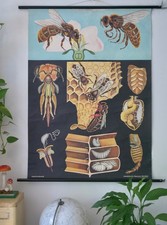 VINTAGE | SCHULWANDKARTE