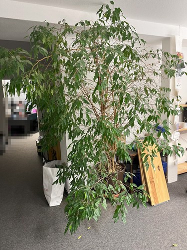 Großer ficus benjamina - , ca
