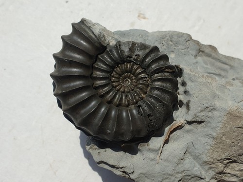 Herrliches pleuroceras - herrliches,