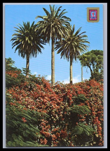 Ansichtskarte teneriffa - teneriffa,