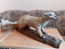 Marder Tierpräparat
