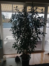 ficus benjamini 2 Meter gross