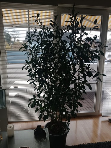 Ficus benjamini meter gross - 2,
