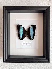 Echter exotischer Morpho
