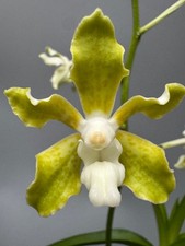 Vanda tessellata 'Alba`