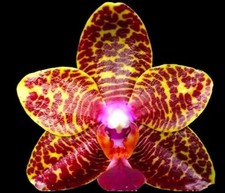 Fragrant phalaenopsis sogo - fragrant,