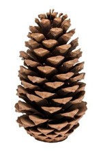 Nadeco tannenzapfen pinus - nadeco,