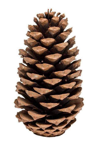 Nadeco tannenzapfen pinus - nadeco,