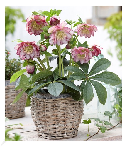 Christrosen double ellen - christrosen,