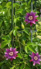 8000685 passiflora