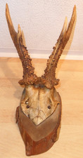 Reh Geweih Rehgeweih Rehbock