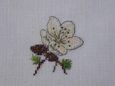 Stickbild acufactum Claras Geschichten Christrose Christrosenblüte Weihnachten 2