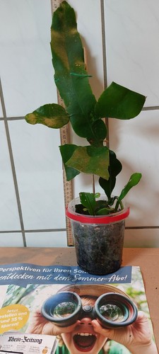 Epiphyllum-oxypetalum