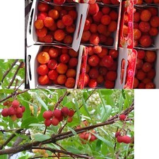 SAMEN ERDBEERBAUM Gelee exotische Pflanzen Balkon Diele Marmelade Wintergarten