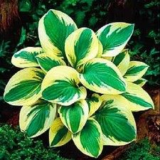 Funkie Hosta Zierblätter