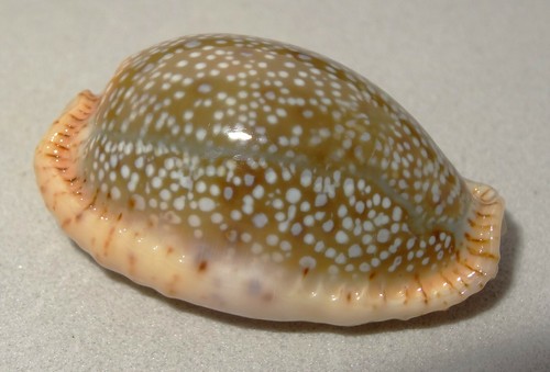 Meeresschnecke cypraea erosa - meeresschnecke,