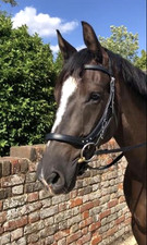 ANATOMISCHE TRENSE TRENSE GEBISSEN/GEBISSLOS GEPOLSTERT POLL RELIEF SCHWARZ BRAUN FULL COB