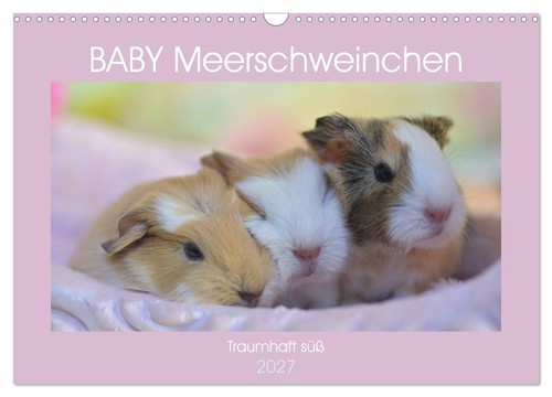 Baby meerschweinchen traumhaft - meerschweinchen,