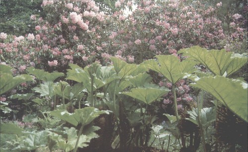 Ramster garden chiddingfold - garden,