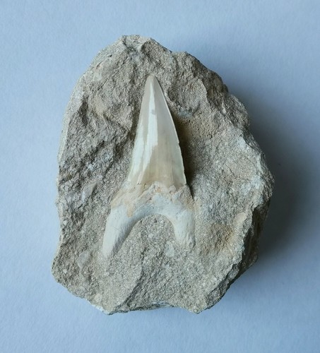 Obliquus teeth from morocco - from,