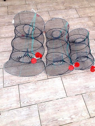 Fish trap eel - fish, trap,