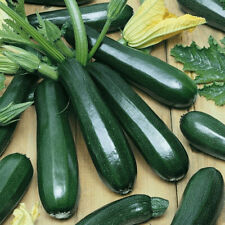 Zucchini Samen,Serafina mehltauresistente dunkelgrüne Sorte10+ Samen