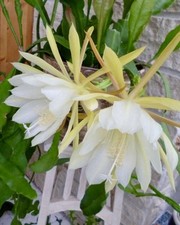 Blattkaktus Riesen Blute