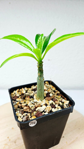 Pachypodium decaryi