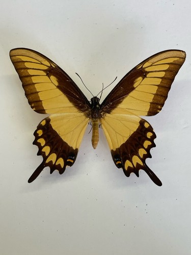 Entomologie*Papilio