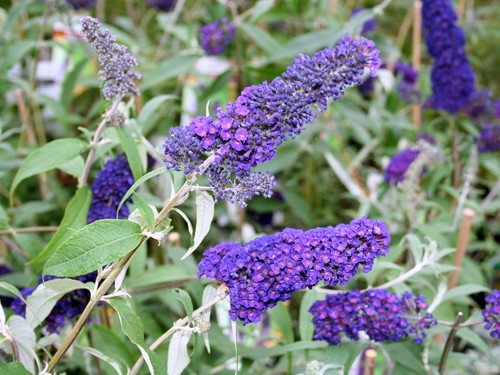 Sommerflieder - , /