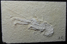 Solnhofen, Fossil, sehr gut erhaltenes Negativ eines Langarmkrebses