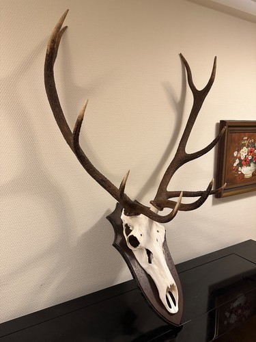 Rothirsch trophäe - rothirsch,