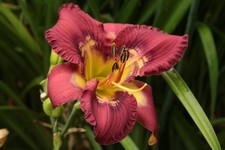 Tagliliensamen – Totem and Tabou × Yumph (8 Samen, tetraploid)