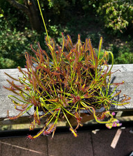 Fleischfressende Pflanzen, Drosera Capensis, Karnivore. 2er Set.