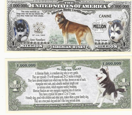 Dollar siberian husky dog hund - siberian,