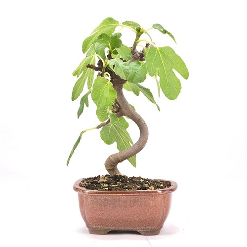 Bonsai essfeige ficus carica - bonsai, carica'