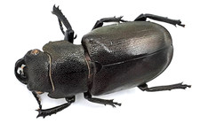 Lucanidae, Cyclommatus