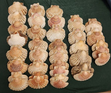 Jakobsmuscheln