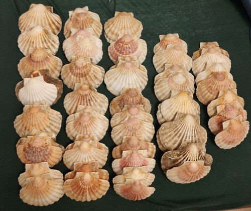 Jakobsmuscheln
