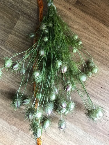 Jungfer grünen nigella - im,