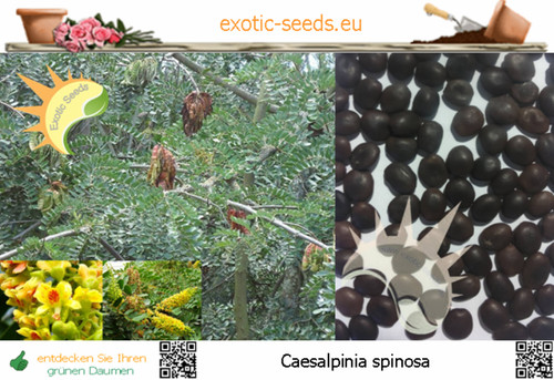 Caesalpinia spinosa - ,