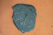 Schieferplatte mit Versteinerungen Fossilien, Urweltfund aus Holzmaden