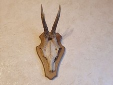 Rehgeweih Rehbock Jagd auf