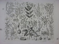 Orig. Stahlstich: Pflanzen -