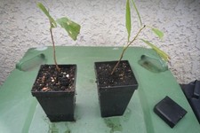 Asimina triloba Indianerbanane  2 Pflanzen  Paw Paw Papau exotisch winterhart