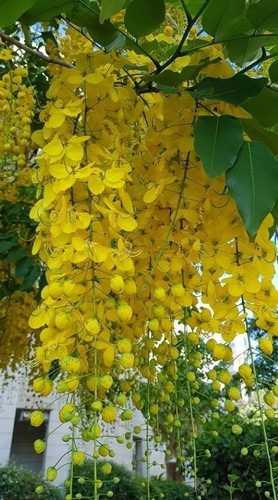 80002463 cassia fistula - 80002463,